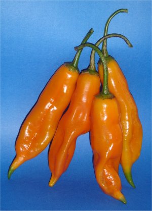 aji_amarillo_del_peru.jpg