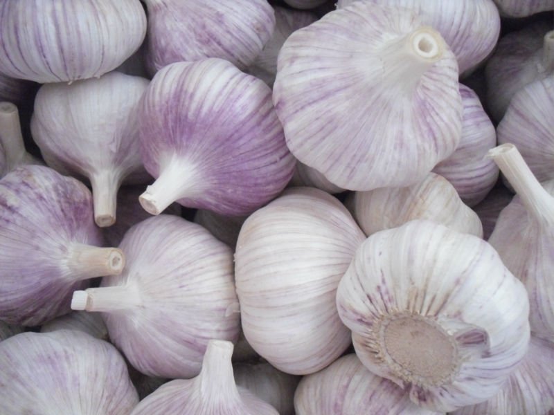 ajo-violeta.JPG