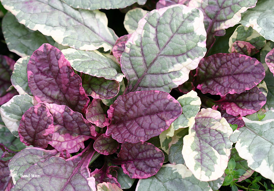 Ajuga%20reptans%20'Rainbow'%204.jpg