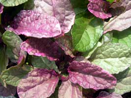 ajuga-reptans-burgglow.jpg