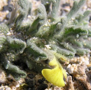ajuga_iva2.jpg