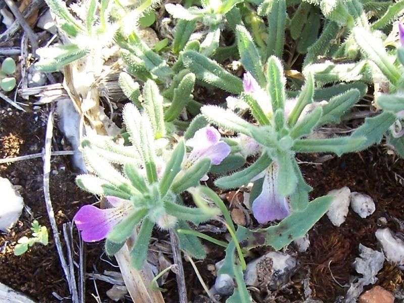 ajuga_iva_1.jpg