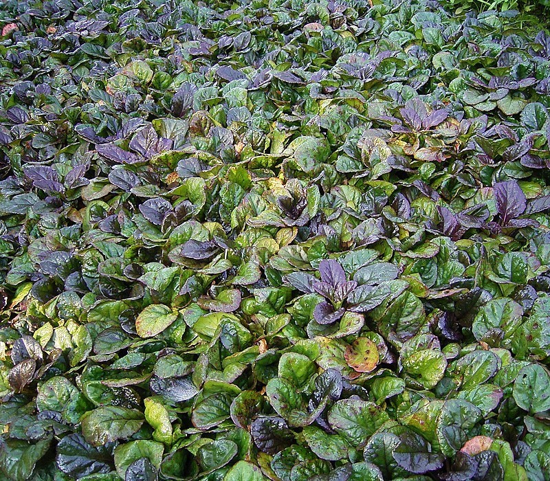 Ajuga_reptans_atropurpurea_03_ies.jpg