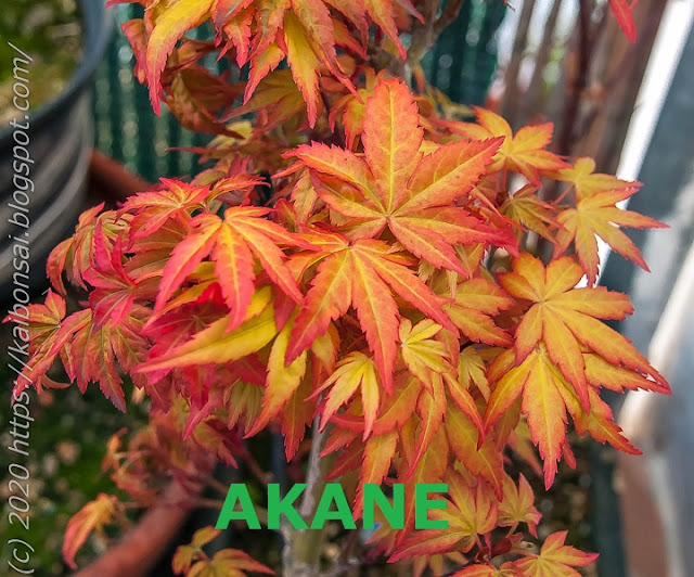 AKANE.jpg