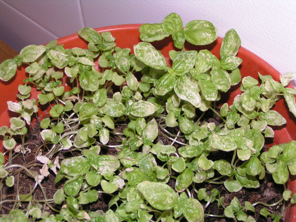 Albahaca%201.JPG