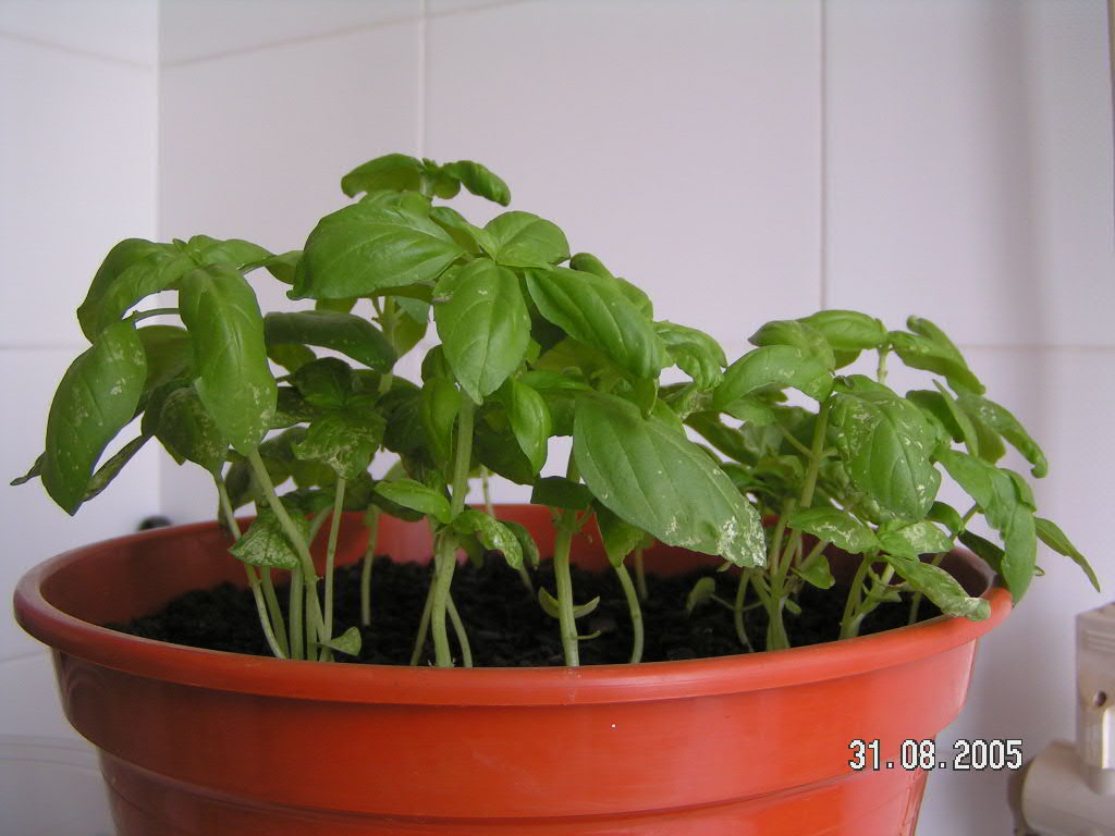 Albahaca%2010.JPG