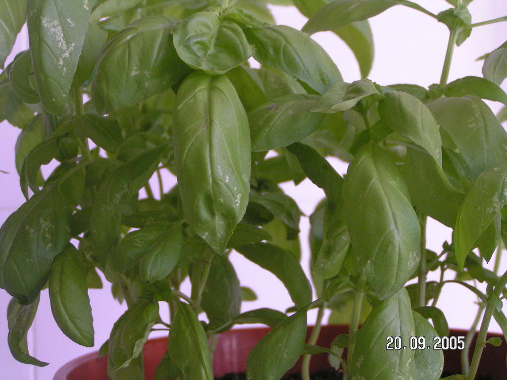 Albahaca%2017.JPG