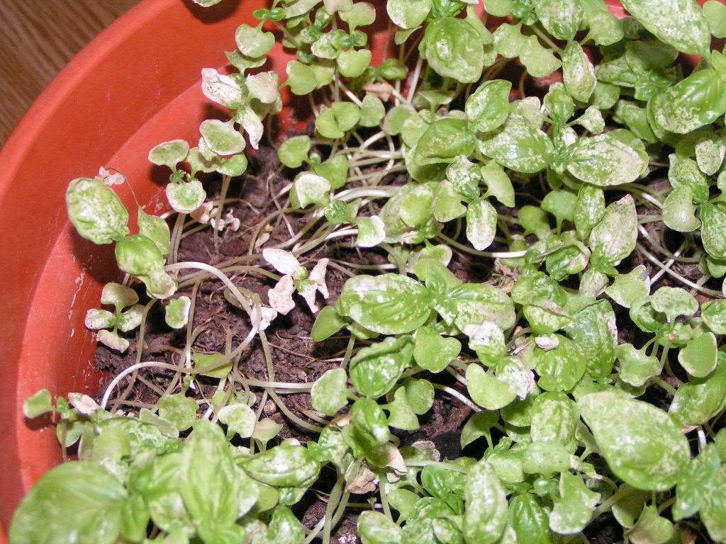 Albahaca%202.JPG