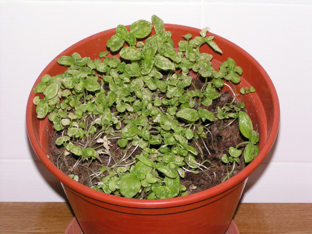 Albahaca%203.JPG