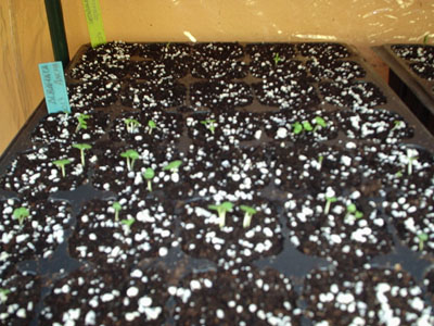 albahaca%208-04.JPG