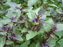 albahaca%2Bmorada%2B%2B%2528Ocimum%2Bbasilicum%2529.JPG