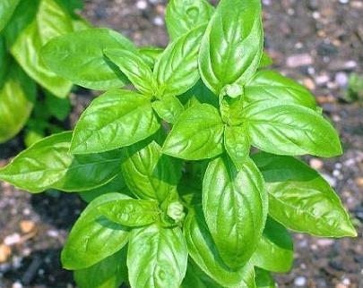 albahaca-al-descubierto.jpg