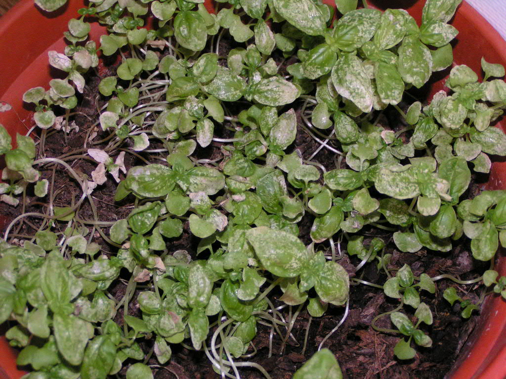 Albahaca.JPG