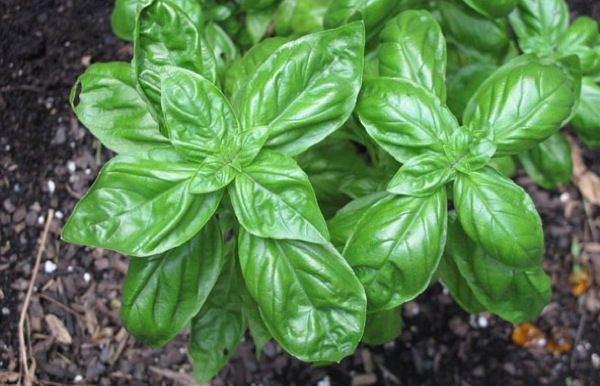 albahaca600.jpe