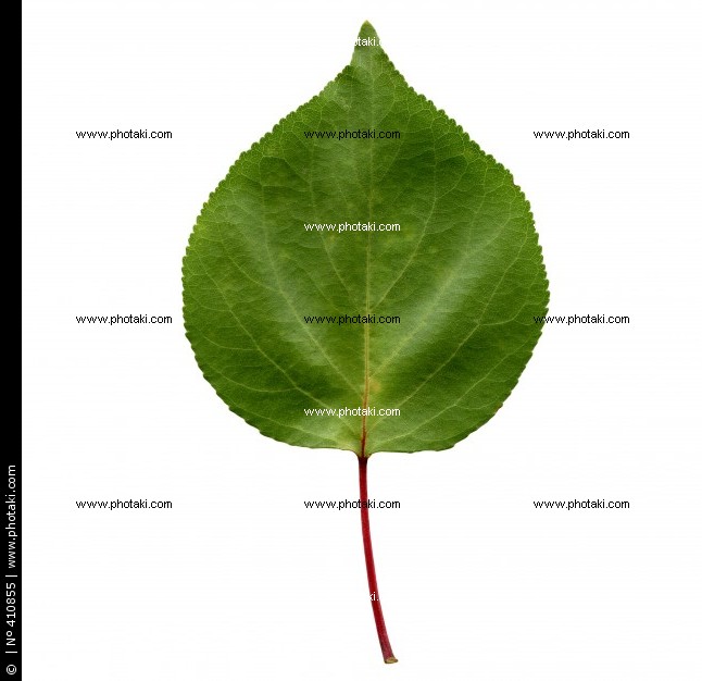 albaricoque-arbol-de-hoja-de-vegetacion-de-la-planta_410855.jpg