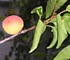 Albaricoque_2009.jpg