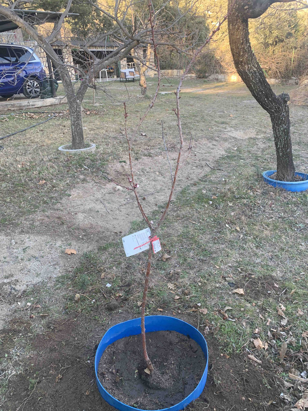 albaricoquero-plantar01.jpg