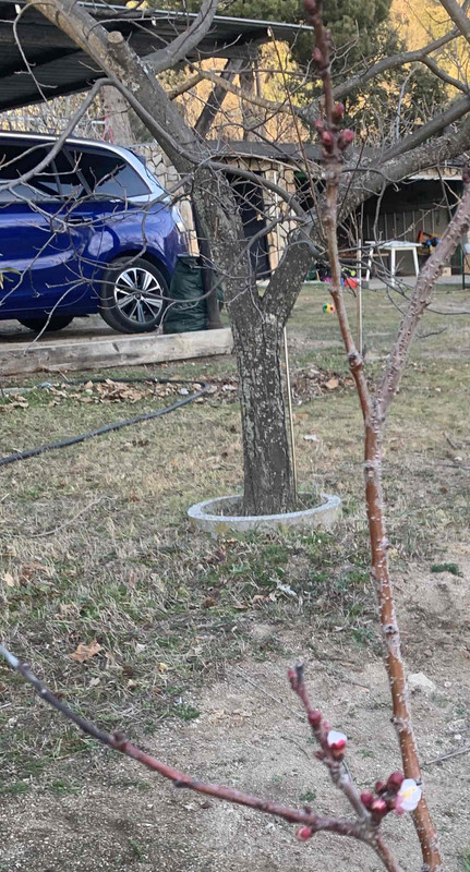 albaricoquero-plantar02.jpg