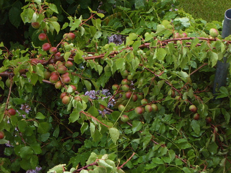 albaricoques20102.jpg