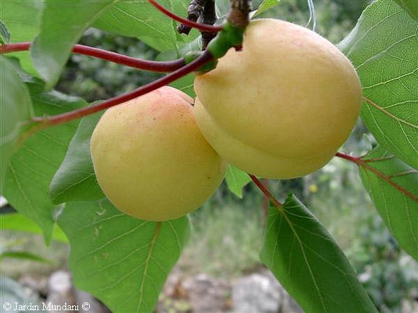 albercocs.jpg