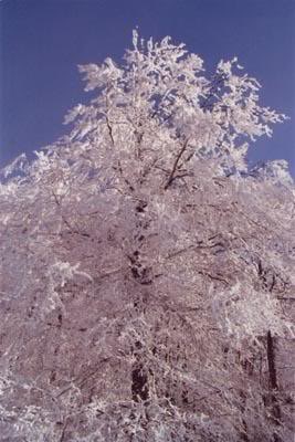 alberoinnevato.jpg