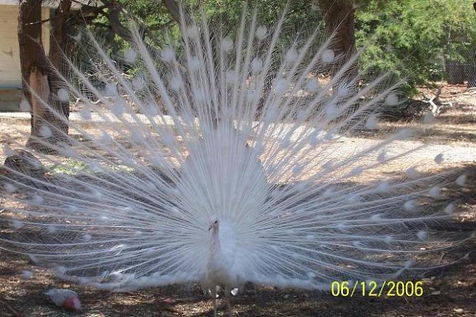 albino.JPG