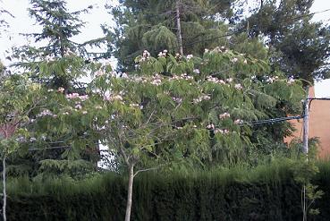 Albizia%20peq.JPG