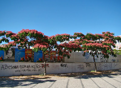Albizia.jpg