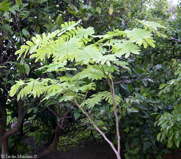 albizia8.jpg