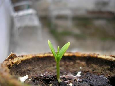 albizia_1.JPG