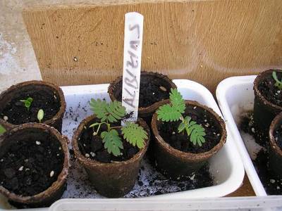 albizia_3.JPG