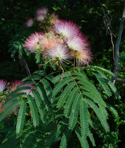 albizia_julibrissin_2jpg.jpg