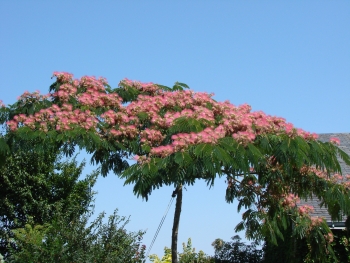 albjuomb_1__006141300_1205_01022011.jpg