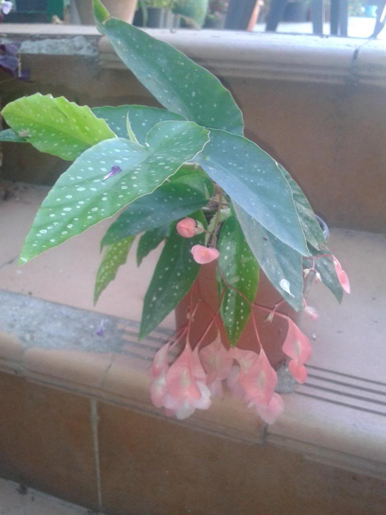albopictarosea_zps2c0f6cdf.jpg