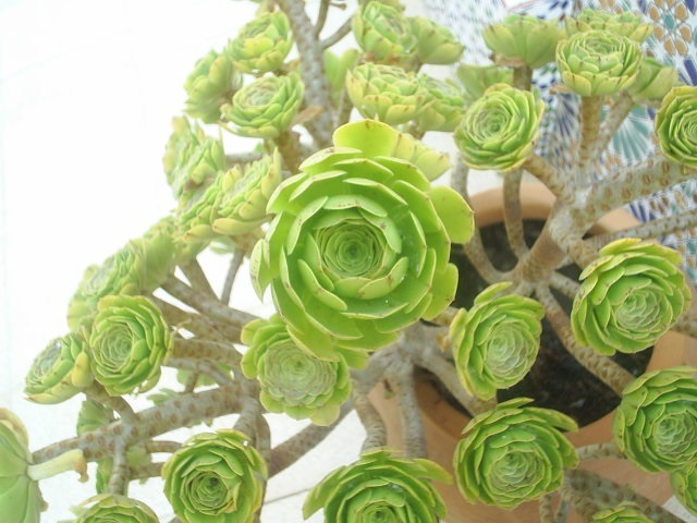 album_pics&picname=002064.jpg