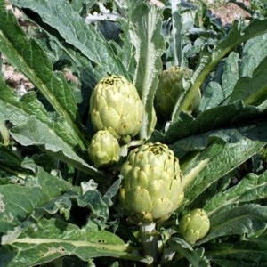alcachofa-blanca-de-tudela.jpg