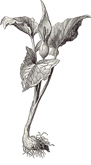 alcaloidesaro.gif