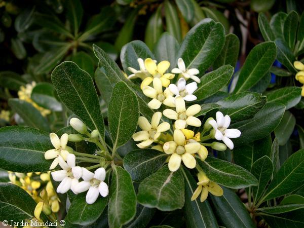 alcazaba-pittosporum.jpg