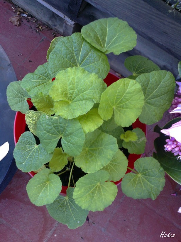 alcea.jpg