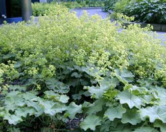 alchemilla-mollis.jpg