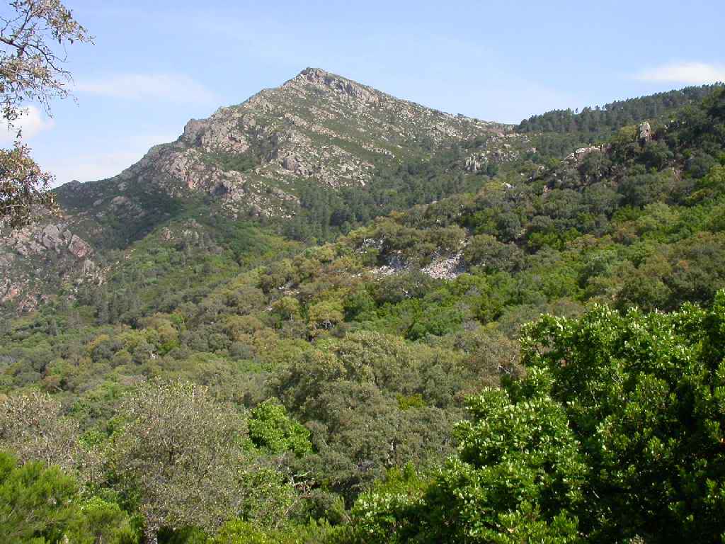 Alcornocalia2.jpg