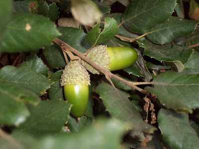 ALCORNOQUE%2BB.JPG