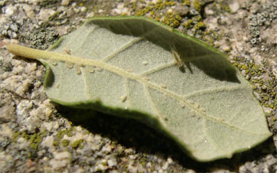 Alcornoque2.jpg