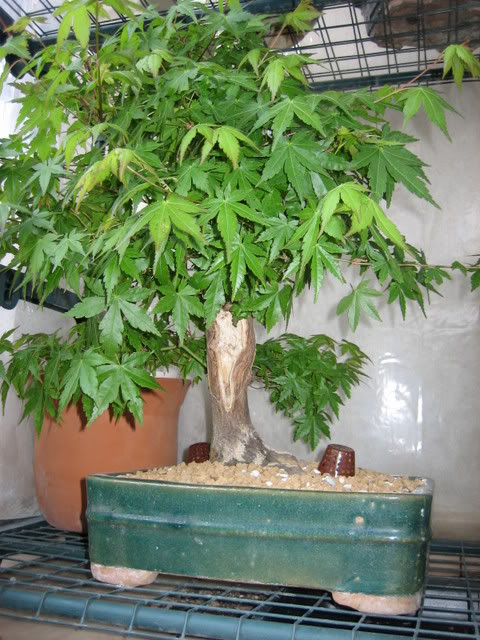 Alemn_602.jpg