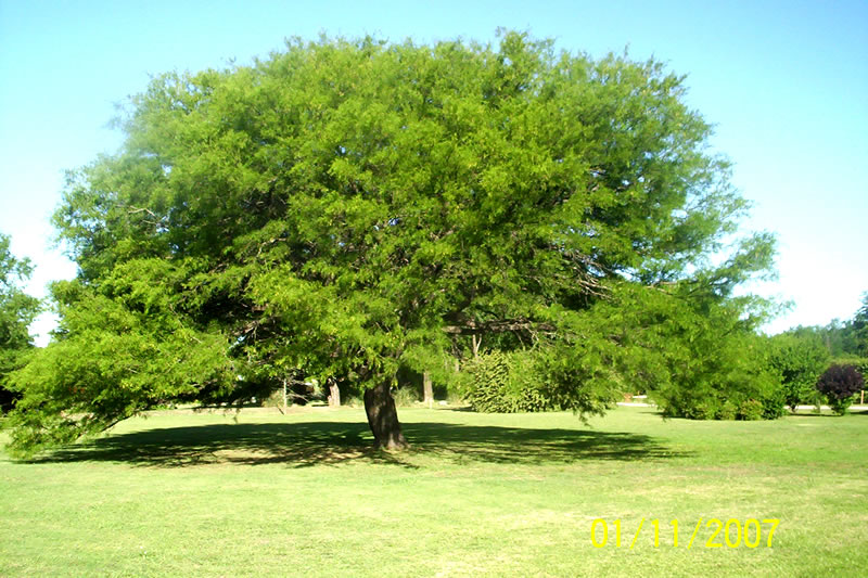 algarrobo_despues.jpg