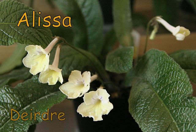 Alissa06.jpg