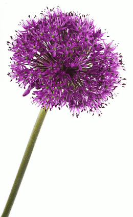 alium.gif