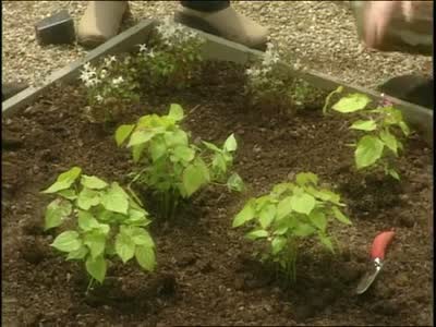 all_about_epimedium_plants_horiz.jpg