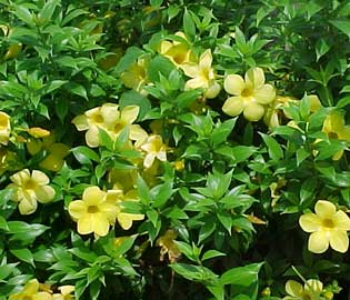 allamanda-cathartica.jpg