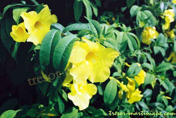 allamanda-jaune.jpg